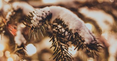 Spruce Snow Christmas Tree Winter  - ksyfffka07 / Pixabay